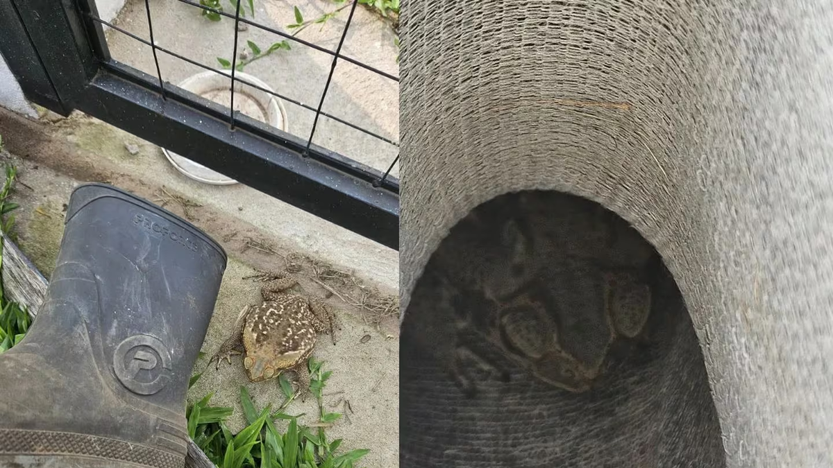 Quiso ponerse las botas de lluvia y lo que encontró dentro lo dejó sin palabras Quiso ponerse las botas de lluvia y lo que encontró dentro lo dejó sin palabras