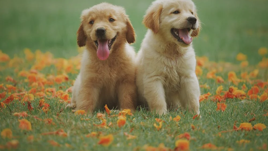 Día del animal, 29 de abril: actividades para hacer en Argentina