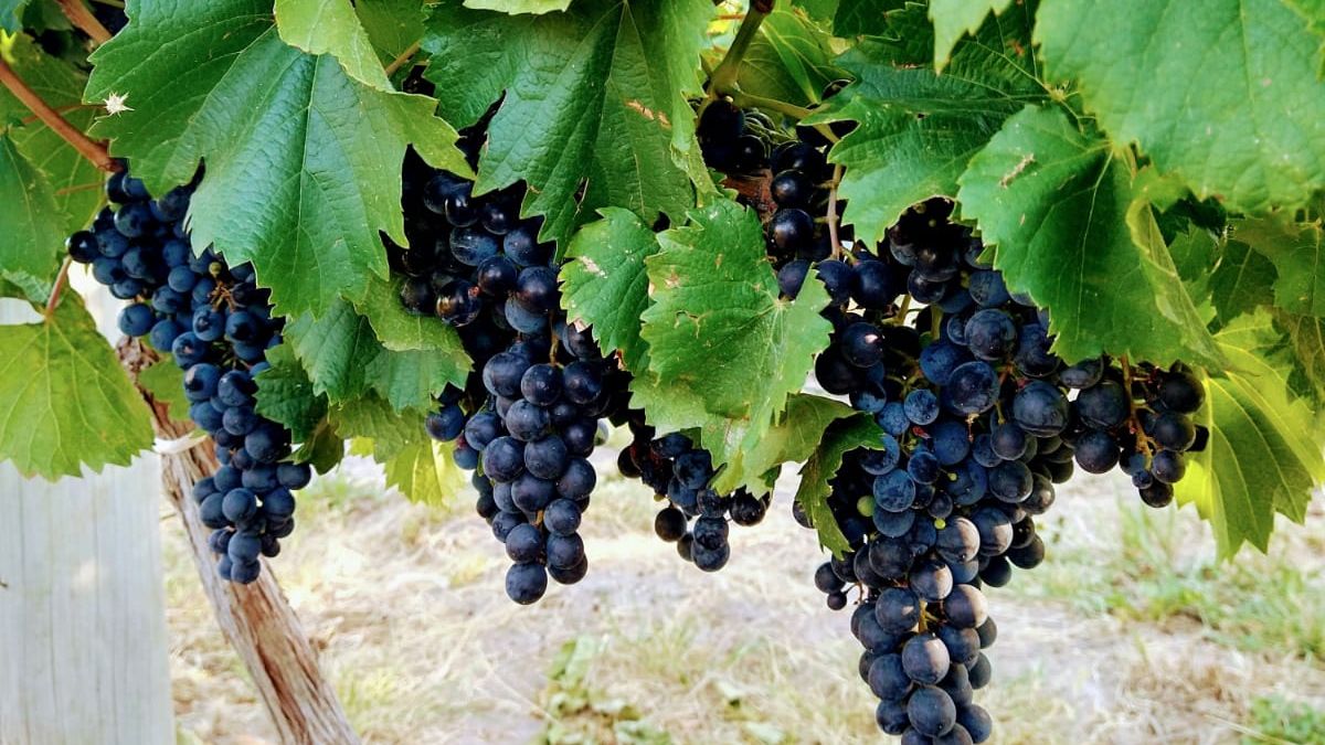 Si bien las uvas para vinificación no son utilizadas para realizar mosto, todas las variedades tienen capacidad de generarlo.