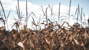 Urgen cambios de fondo para una Ley de Emergencia Agropecuaria equitativa y razonable