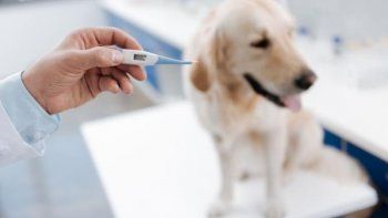 ¿Cómo saber si mi perro tiene fiebre?