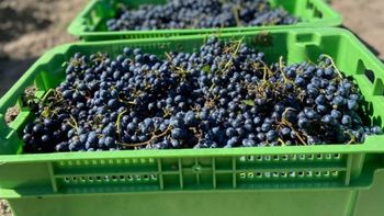 La cadena productiva vitivinícola podrá obtener el sello Argentina Sostenible