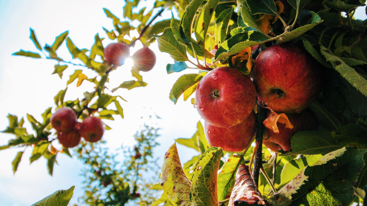 Beneficios para productores de peras y manzanas: prorrogan vencimientos y dan facilidades de pago