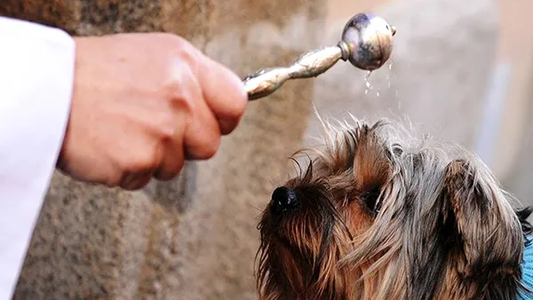 ¿Por qué se bendice a los animales el 17 de enero?