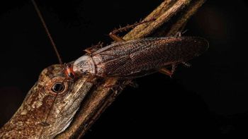 Impresionante: captaron a una cucaracha bebiendo las lágrimas de una lagartija