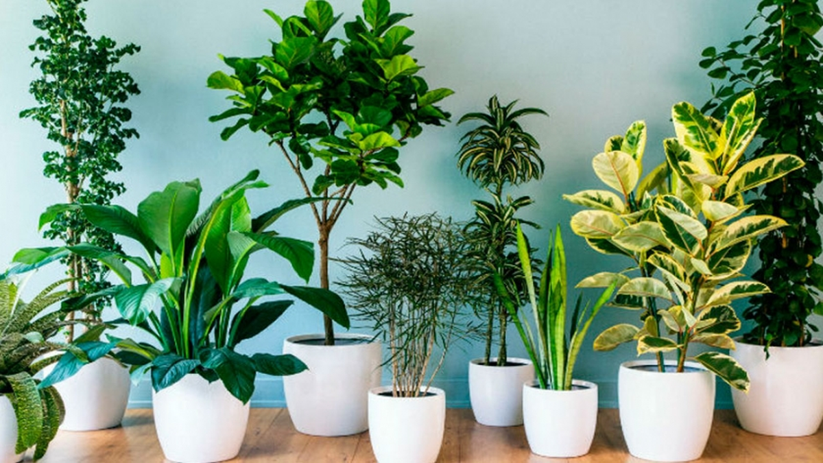 Una planta que crece en un rincón olvidado puede ser símbolo de una emoción que se salvó del abandono. Foto: Internet/Significado de los sueños.