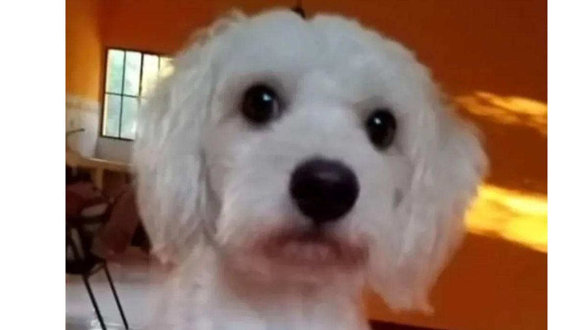 Luno, el caniche que fue retenido en un aeropuerto y que podr&iacute;a ser sacrificado