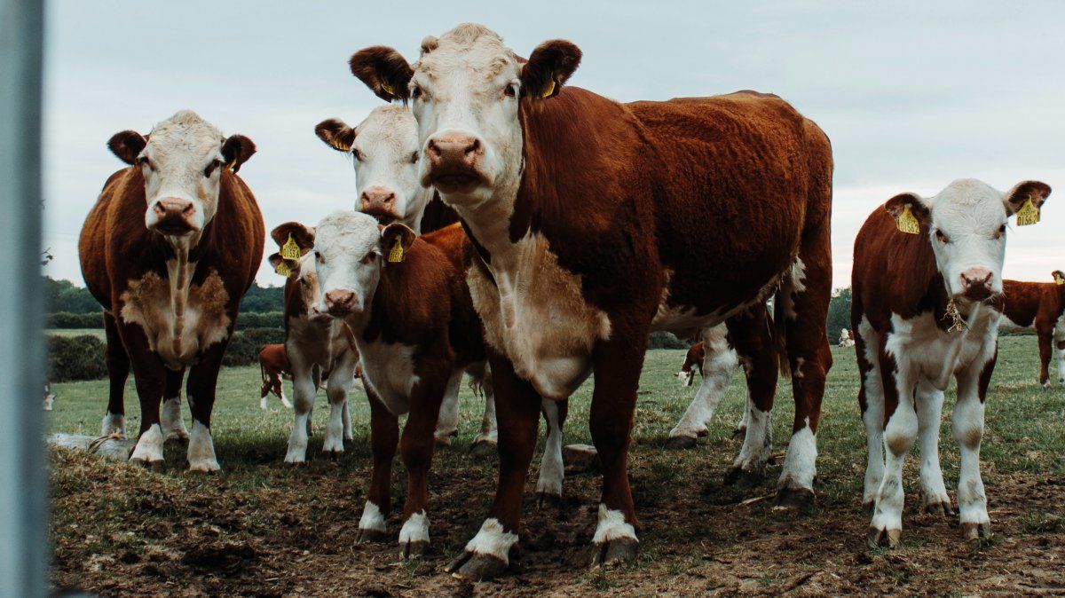 El rodeo bovino fue consensuado en 53,5 millones de cabezas. Las exportaciones de carne siguen en discusión. 
