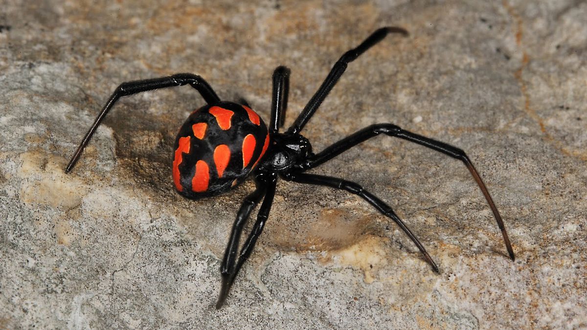 La araña viuda negra es una de las especies más peligrosas del mundo.