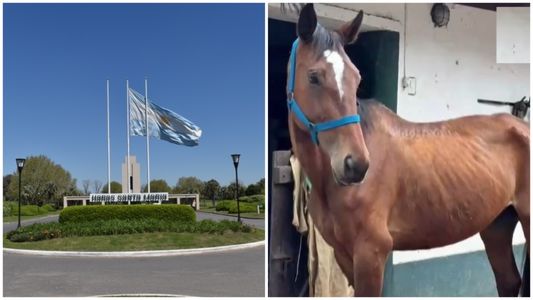 Denuncian un terrible caso de maltrato animal contra caballos en un country de Buenos Aires