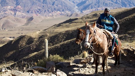 Desde mulas hasta un avión Hércules: la increíble logística para llevar las urnas a todo el país en las PASO