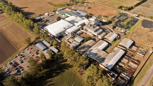 Frigorífico Gorina invertirá u$s 5 millones para convertir efluentes en energía