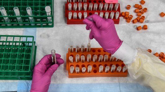 Un nuevo estudio realizado en Islandia establece cuánto tiempo duran los anticuerpos contra el coronavirus