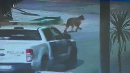 Video | Dos pumas sueltos aterrorizan a Villa Gesell: piden a los vecinos no salir de sus casas