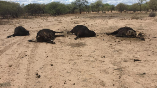 Un caso que explica el hartazgo de los productores: por no poder entrar a San Luis se le murieron 35 vacas