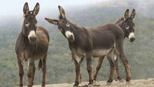 El cruel camino de los burros en Kenia: los despellejan para vender su piel a China