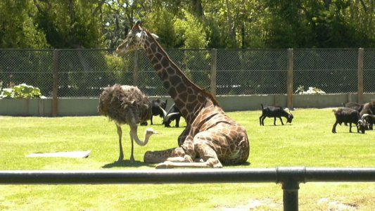 Murió Jackie, la jirafa del ex zoológico porteño y crece la polémica por el futuro Ecoparque