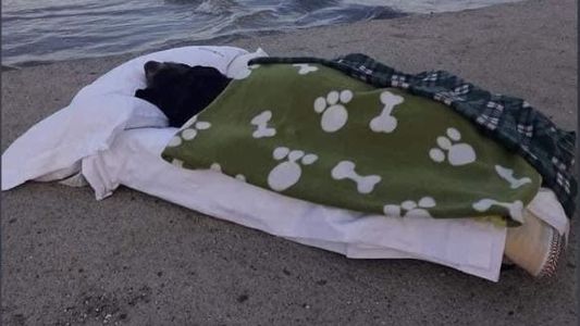 Conmovedor: su perra tenía una enfermedad terminal y la llevó a conocer el mar