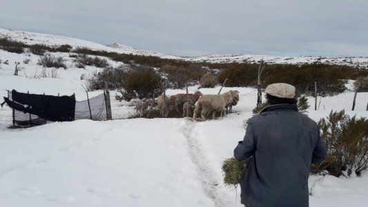 Declaran en Río Negro Estado de Emergencia y Desastre agropecuario debido a las fuertes nevadas