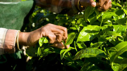 Vacunación contra el Covid-19: RENATRE pide hacer foco en los trabajadores rurales
