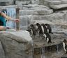 Polémica por cuatro pingüinos del ex Aquarium de Mar del Plata a la venta: cuánto cuestan