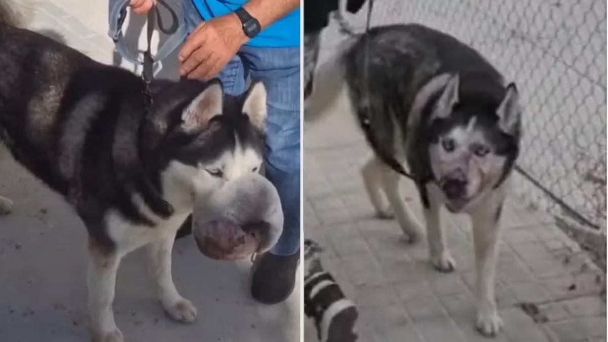 Un video de Tik Tok le salvó la vida a Rex, el perro que nadie quiso operar