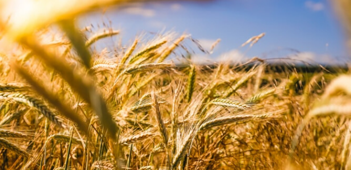 Por la falta de humedad, sigue cayendo la superficie de siembra de trigo