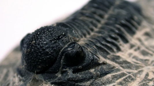 Innovador descubrimiento de hace 400 millones de años que intrigó a los científicos