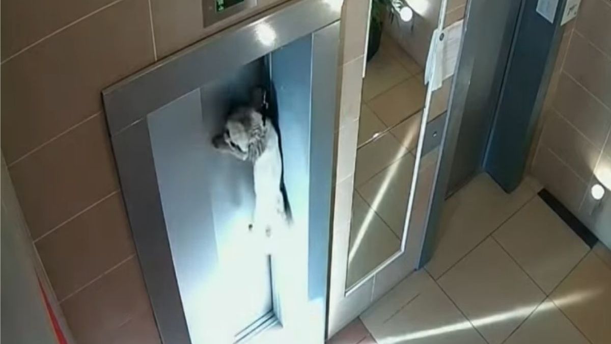 La mujer marcó su piso y por consecuente las puertas eléctricas del elevador se cerraron