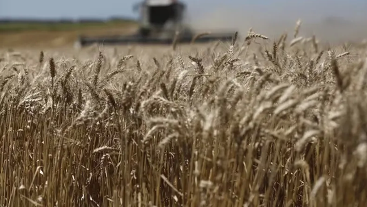 Las lluvias intensas empiezan a ser un problema para la cosecha de trigo