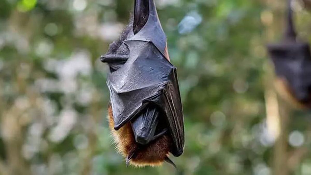El virus de Marburgo causa una enfermedad zoonótica que se transmite del reservorio animal al hombre durante la permanencia prolongada en cuevas donde habitan ciertos murciélagos. (Foto: Proyecto Tierra)