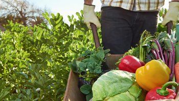 Agricultura familiar: activan protocolo para la venta y distribución de bolsones de verduras