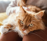 Qué significa y qué revela que no te gusten los gatos, según la psicología