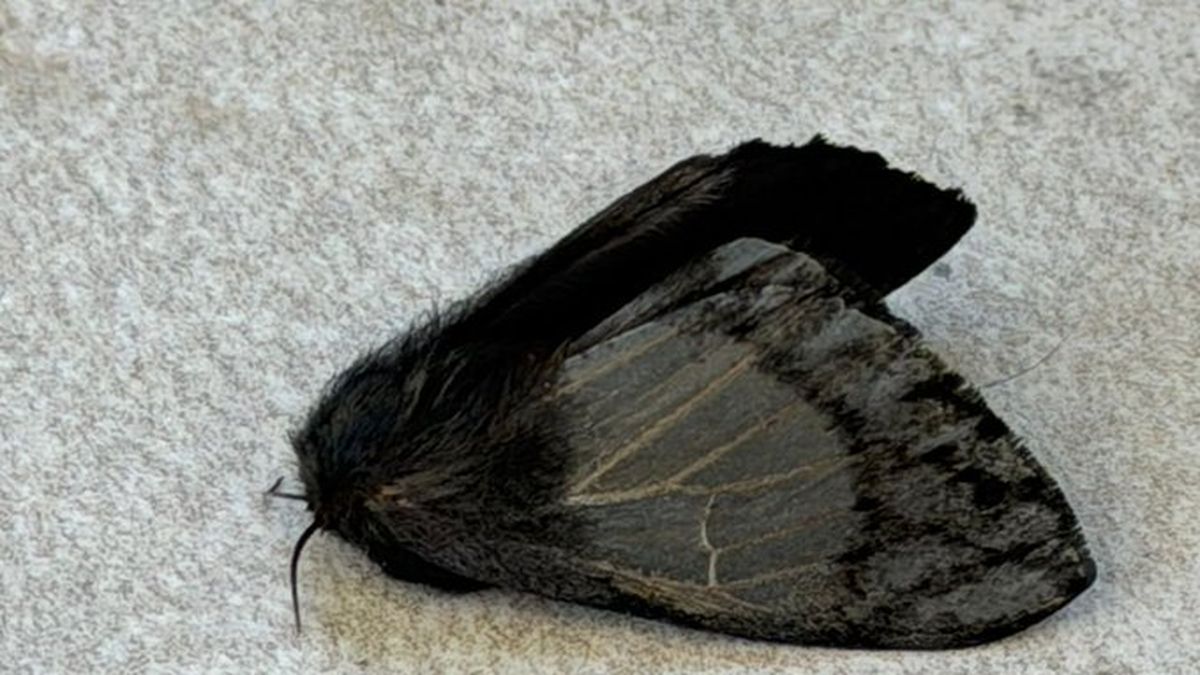 La reciente aparición masiva de polillas negras Hylesia nigricans en Tigre