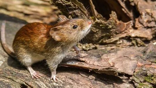 Advierten por un aumento de casos de fiebre hemorrágica argentina en zonas endémicas