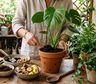 Café usado y cáscara de banana: el abono casero que se volvió tendencia para cuidar plantas