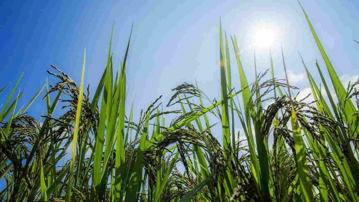 El clima para los cultivos: el calor seguirá siendo protagonista y se esperan lluvias escasas