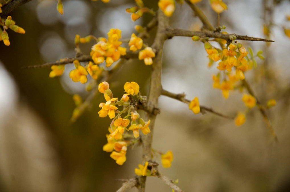 nombres de plantas autóctonas