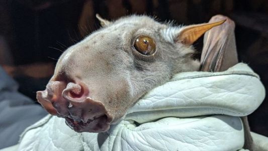 La enfermedad mortal que podría transmitir el murciélago más grande de África