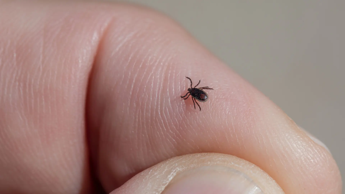 Garrapatas: el mito del esmalte de uñas que puede poner en riesgo tu salud