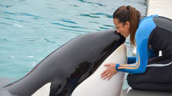 De qué murió Kshamenk, la conocida orca que vivió durante 33 años en Mundo Marino