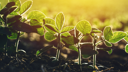 Avanzan en la tecnología de micronizado para el combate de malezas en cultivos