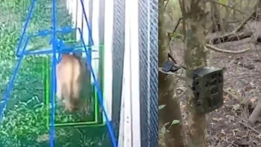 Preocupación por un puma suelto: fue captado por cámaras en un barrio privado y genera alerta
