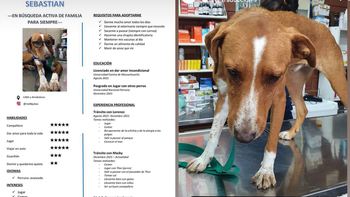 Red4patas le hizo un CV a un perrito que busca familia para siempre
