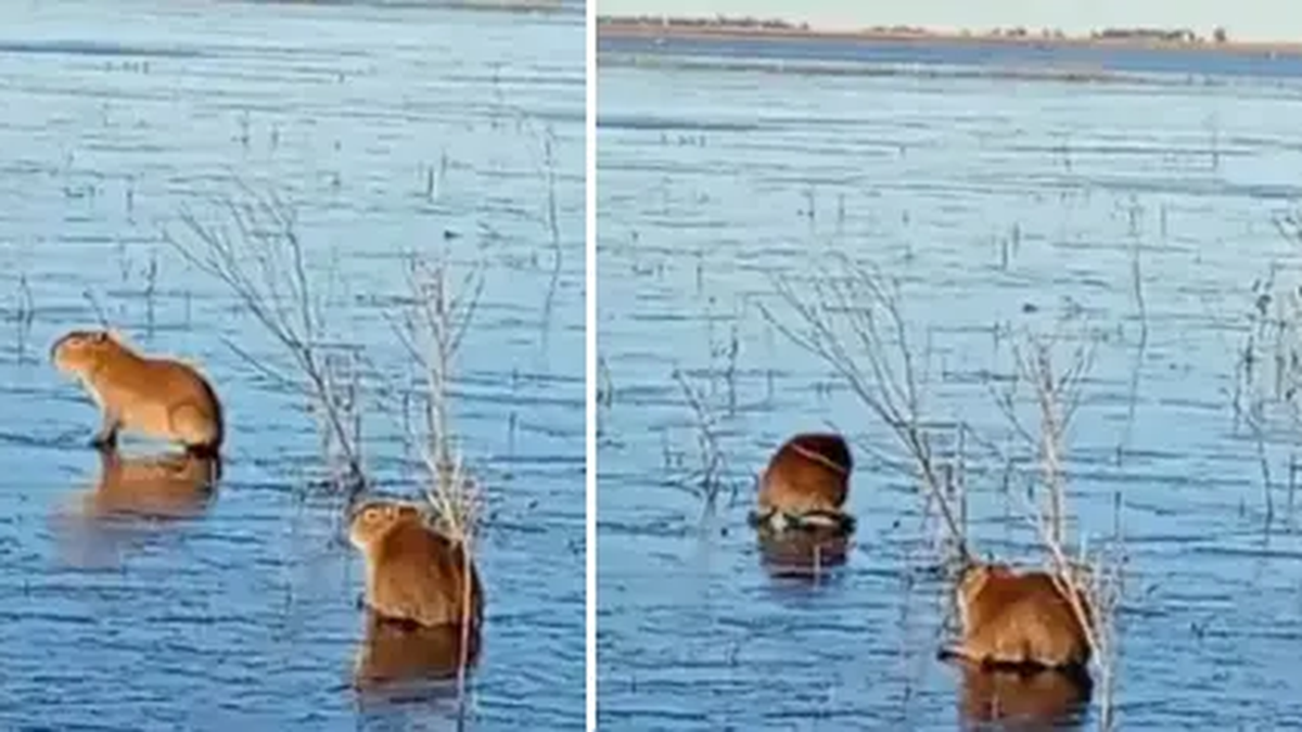 e congelaron los Esteros del Iberá y los carpinchos aparecieron patinando sobre el hielo