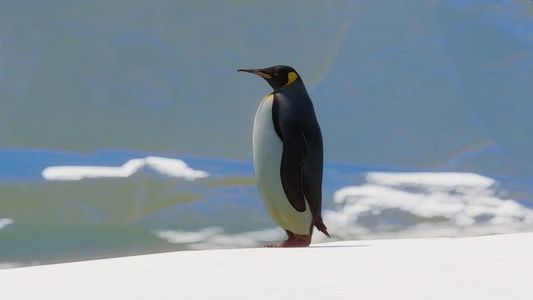Desesperación: el momento en que un pingüino casi queda aislado por una grieta que se formó en el hielo