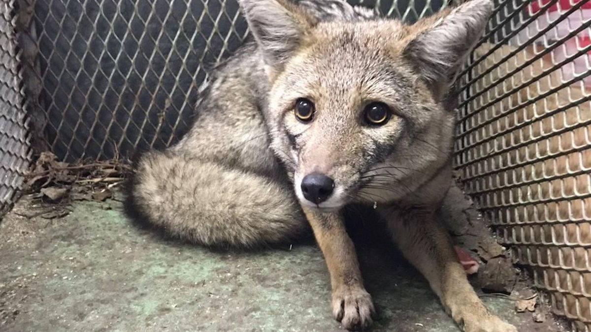 Rescataron al zorro gris que deambulaba por Mataderos: Estaba muy hambriento