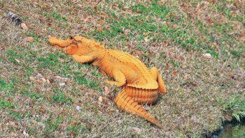 De no creer: descubrieron cocodrilos naranjas en Carolina del Sur