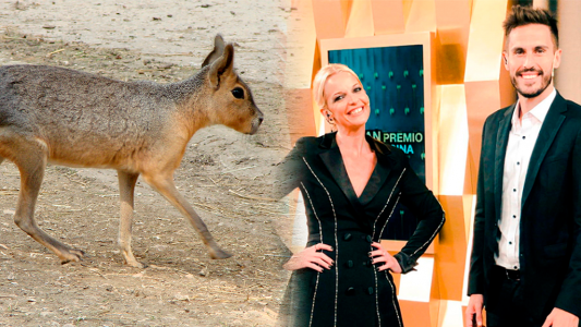 Fauna Silvestre denunciará al programa de Carina Zampini por cocinar una Mara Patagónica