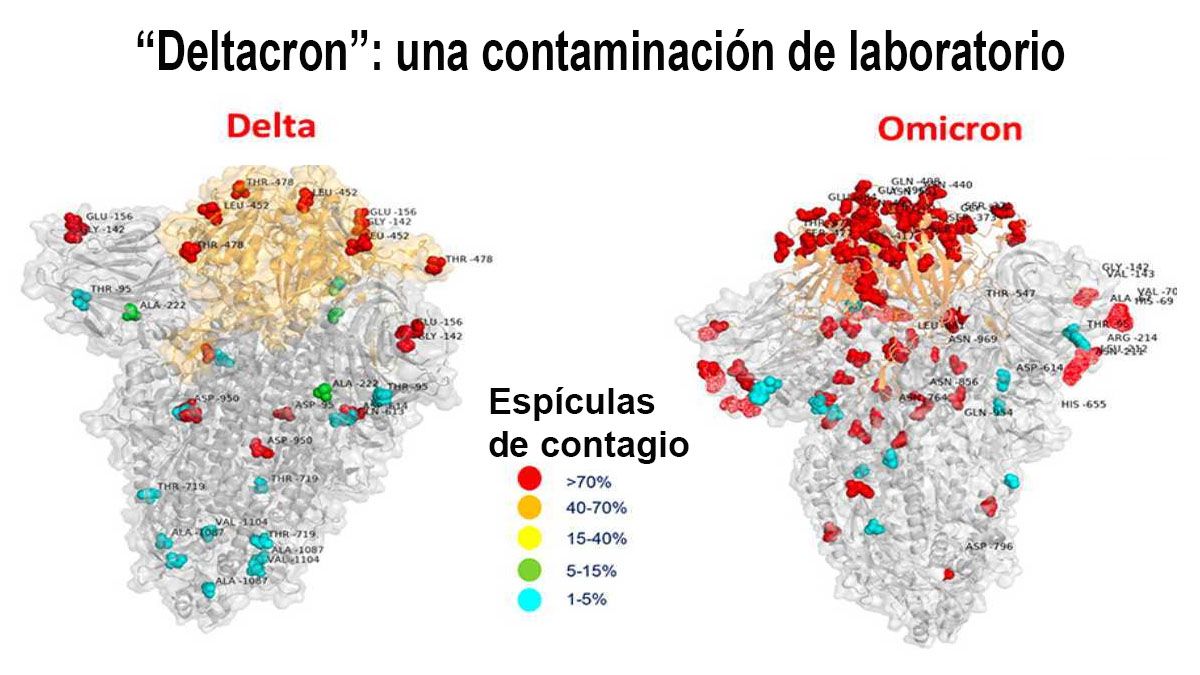 Delta y Ómicron, las dos variantes al microscopio electrónico (Foto: archivo)